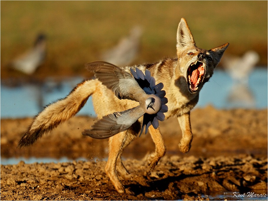 Wildlife